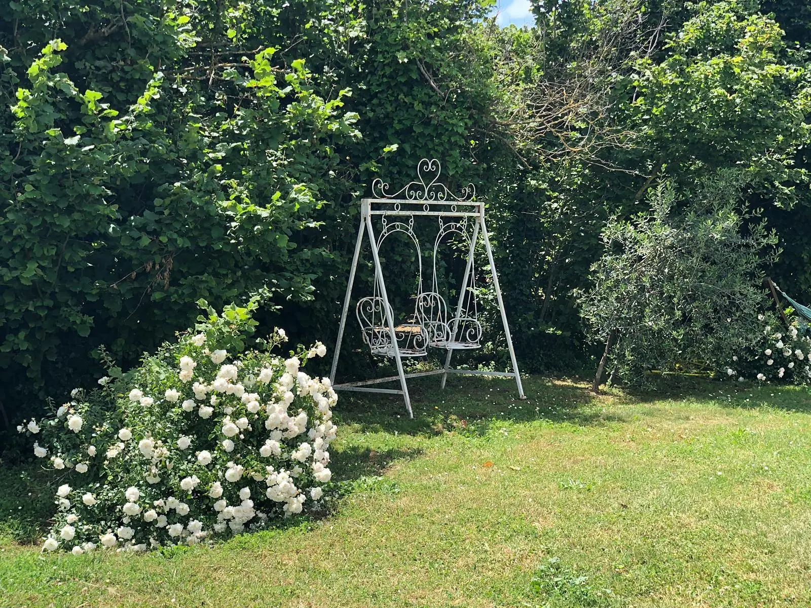 The garden swing and white roses