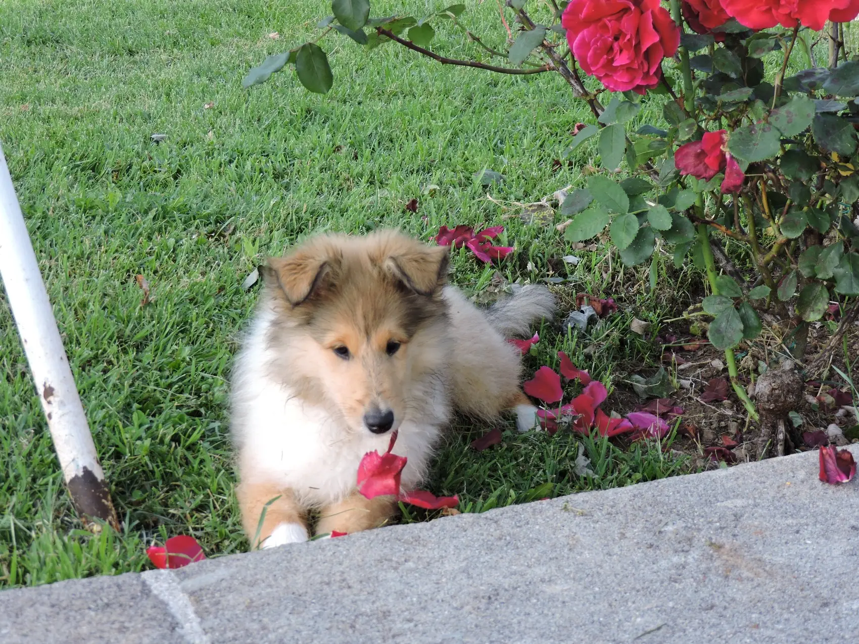 Un cucciolo sotto le rose del giardino