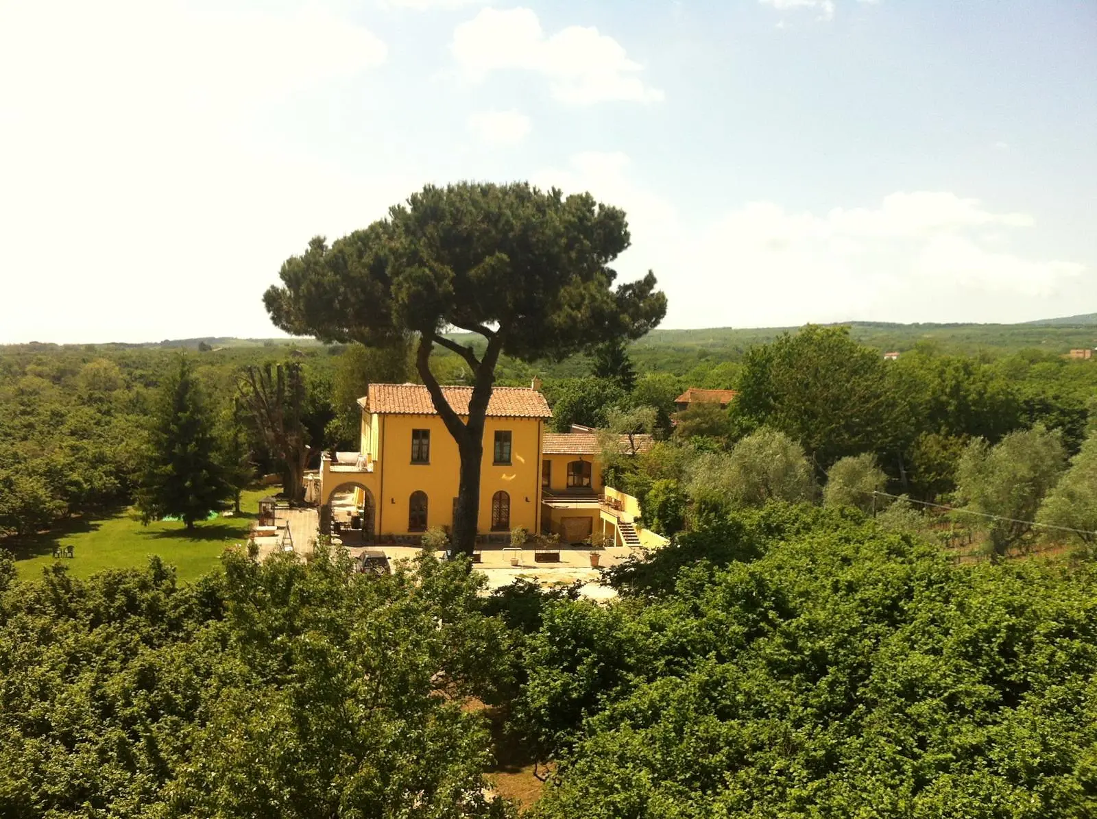 The house from above, among the pines and the hazelnut grove