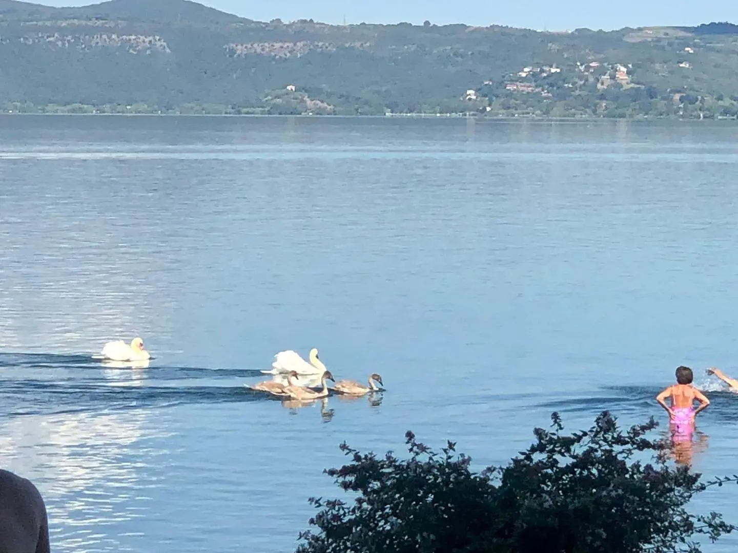 I cigni sul Lago di Vico, a dieci minuti dal Casale