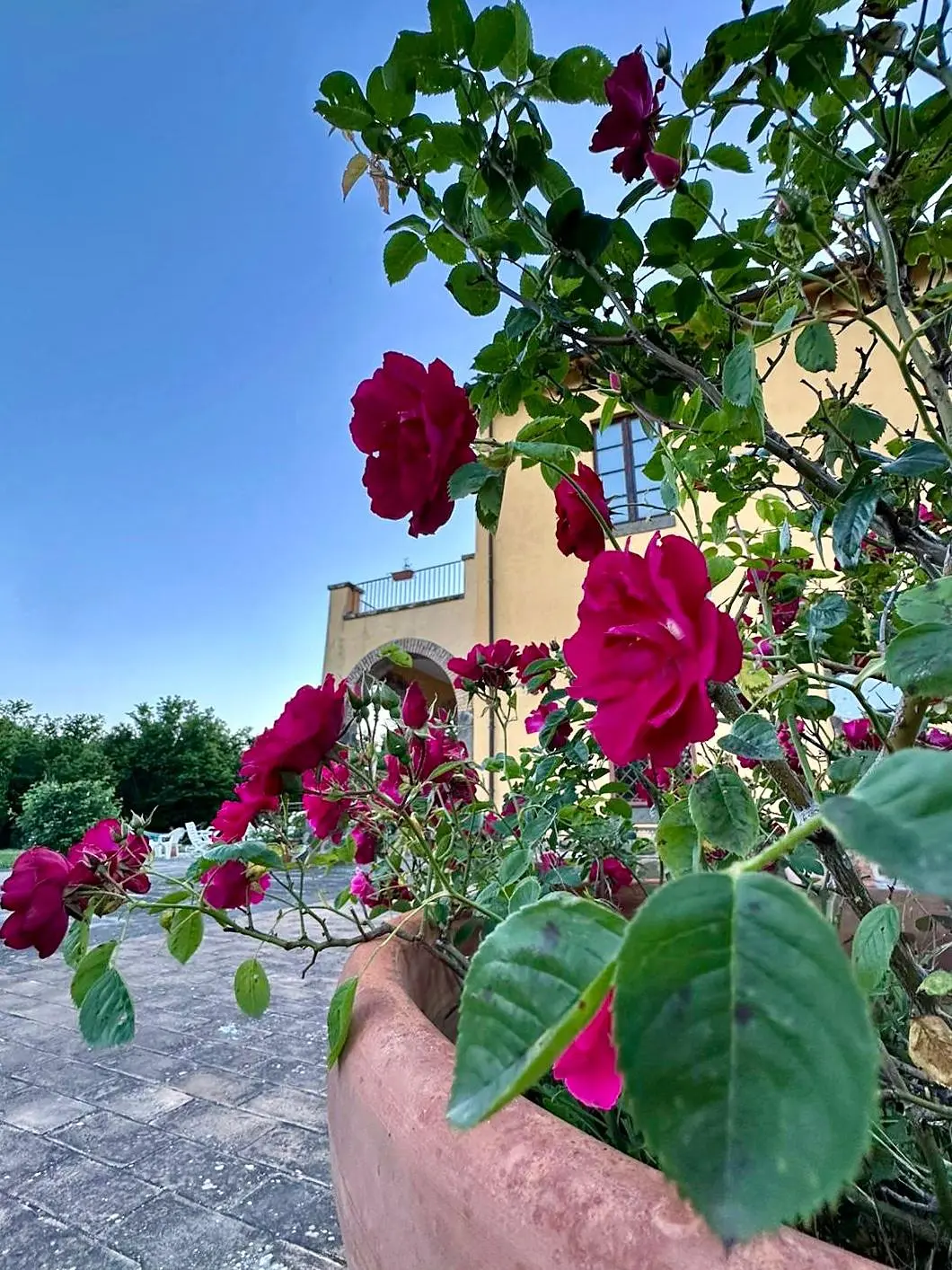 Red roses in the garden